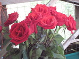 Rose bouquet
